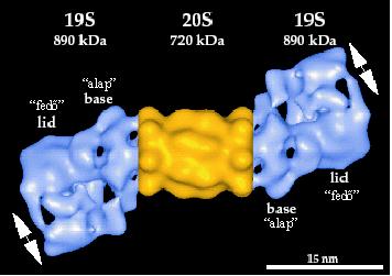 1.2. A 26S proteaszóma-komplex felépítése és működése A 26S proteaszóma a 3. ábrán látható módon kétféle alkomplexből áll össze: a 20S katalitikus, ún.
