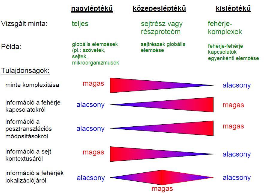 2004). A 2D gélelektroforézis tömegspektroszkópiával történő kombinálása a fehérjefehérje kapcsolatok által végbement változásokat (pl. foszforiláció) tudja detektálni (Zhu és Snyder, 2002).