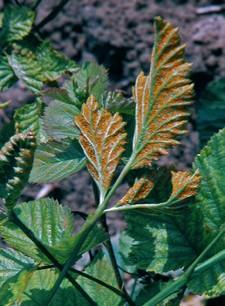 Kisebb jelentőségű a málnarozsda (Phragmidium rubiidaei), a fillosztiktás levélfoltosság (Phyllosticta argilla cea), valamint a málna lisztharmat (Sphaerotheca macu laris).