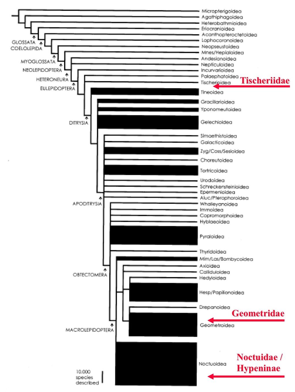 Szőcs G: A szexferomonok szerepe a lepkéknél Akadémiai Doktori Értekezés 2016 109 24. ábra A lepkék filogenetikai rendszere, Kristensen et al.