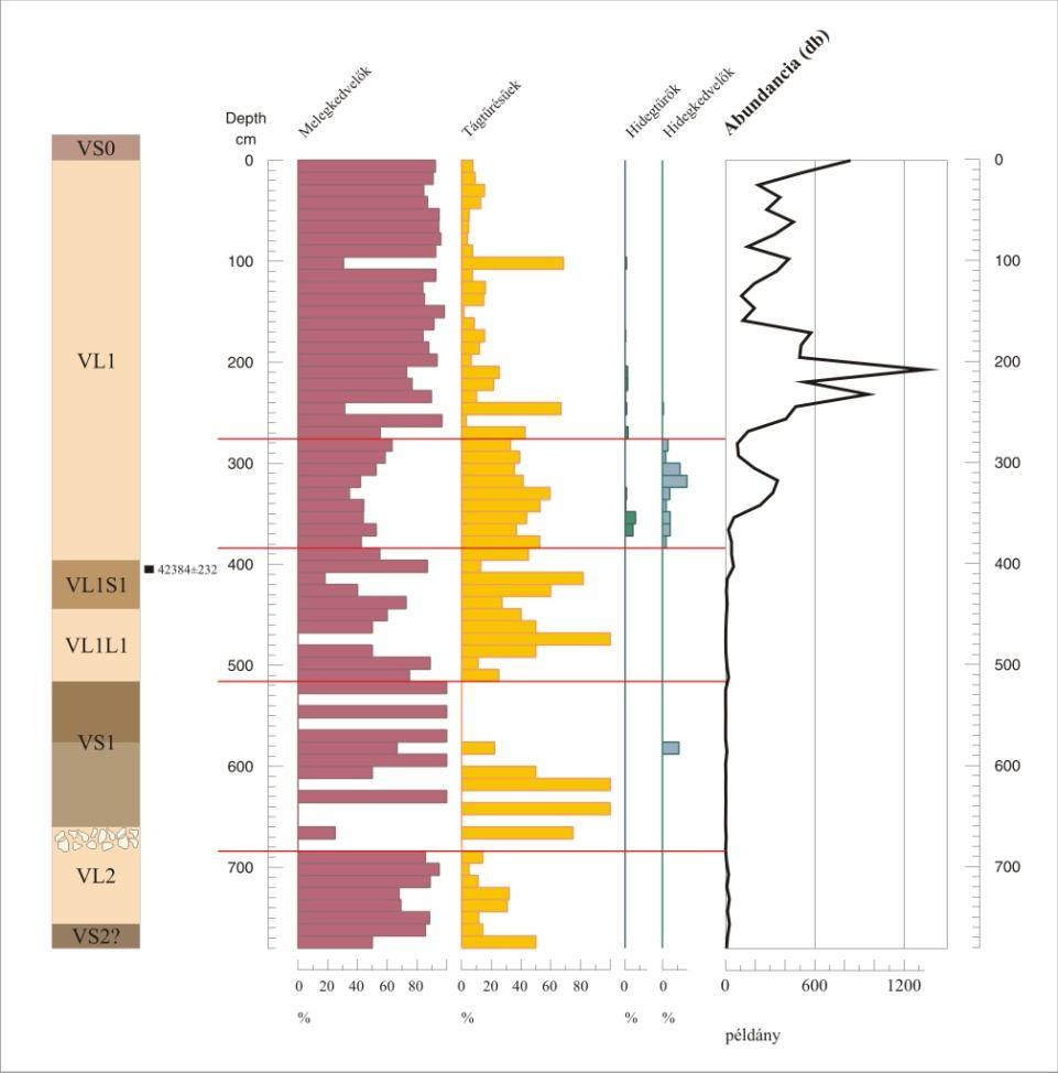(Björck et al., 1998) szinkronizálható. A horizont felső részén, a VL1S1 szint felett található a szelvényünk radiokarbon (AMS) kora, mely 42.