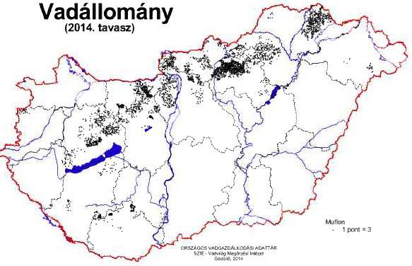 Nagyvadgazdálkodás SzTE MGK Dr. Majzinger István 6.4. Gazdálkodás a muflonnal 6.4.1. Hazai elterjedése, dinamikája, hasznosítása: 50.