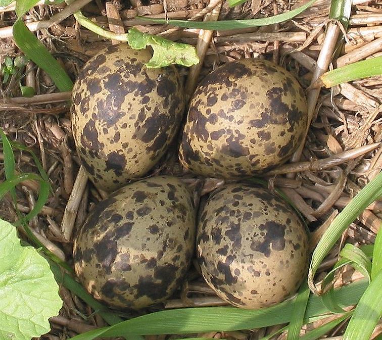 A bíbicek tojása jóval kihegyezettebb, mint a rigóé. Vajon mi a színbeli és alakbeli eltérés oka?