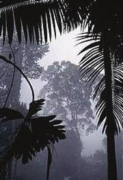 TANÁRI útmutató 1. A TRóPUSI ESŐERDŐK VILÁGA 19 3., 4., 5. Az esőerdők több szintből álló lombkoronája szorosan záródik.