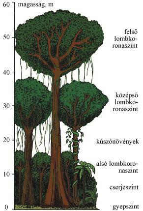 Néhány növény része, pollen, madárürülék, egy-egy rovar is belehullik ebbe a tölcsérbe.