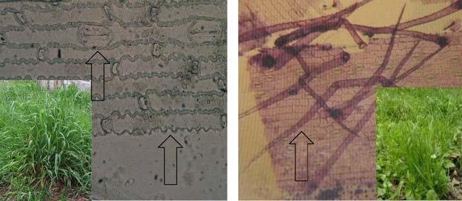 11.2. Néhány fontosabb növény epidermiszének sztereomikroszkópos képei és morfológiai bélyegei 11.2.1. Egyszikű vadon termő fontosabb növények gyűjteménye 2-3.