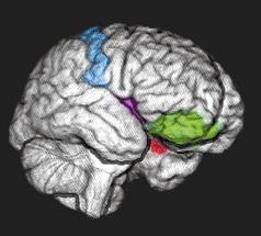 Autizmus spektrum zavarok a neurobiológia szintjén Prefrontális kéreg (vagy a frontostriatális rendszer egésze?
