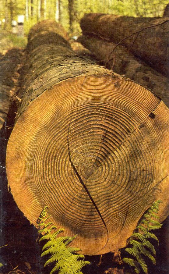 A fa Egyik legősibb és legmodernebb alapanyagunk