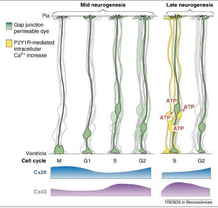 A rés-kapcsolatok funkcionális szerepe: neocortex fejlődése sejtcsoportok (neuronális őssejtek/radiális glia) ciklus-függő összekapcsolása hemichannel: Ca 2+ hullámok, funkcionális szinkronizáció The