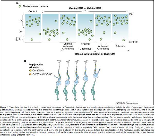 A rés-kapcsolatok funkcionális szerepe: neocortex fejlődése radiális