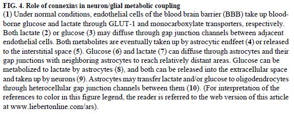 A rés-kapcsolatok funkcionális szerepe: felnőtt agyszövet neuron - asztroglia: metabolikus
