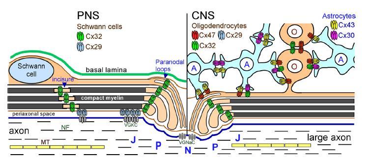 A rés-kapcsolatok funkcionális szerepe: mielinizáció Schwann sejtek / oligodendroglia: Cx32 mielin rétegek közötti összeköttetés (intracelluláris shortcut ; 1000x gyorsabb