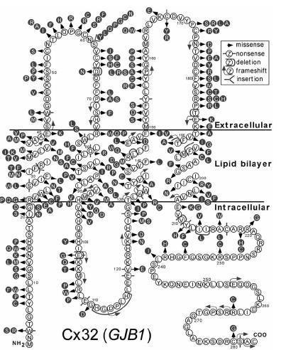 A rés-kapcsolatok szerepe patológiás folyamatokban: Charcot-Marie-Tooth kór (CMTX)