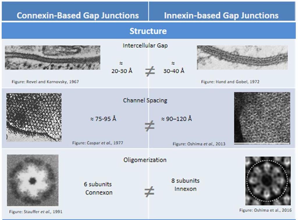 GJ fehérjék: connexin innexin
