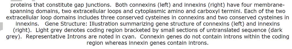 connexin