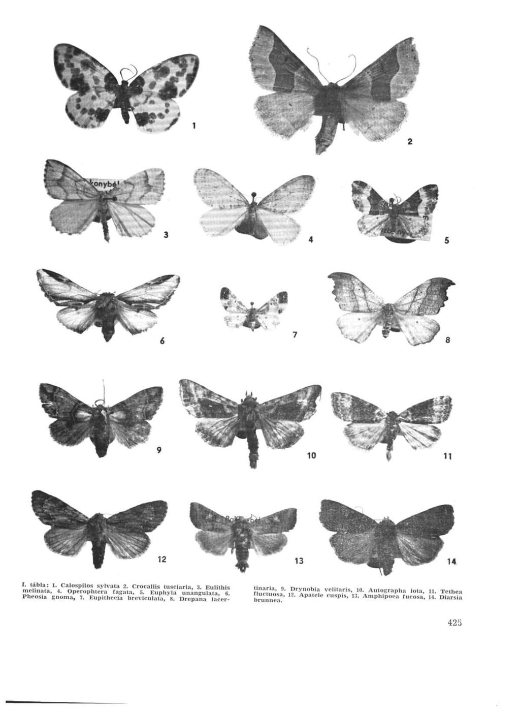 ' ^ :::: 3 г> 4, I. tabla:. Calospilos sylvata. Crocallis tusciaria, 3. Eulithis melmata, 4. Operophtera fagata, 5. Euphyla unangulata, 6. Pheosia gnoma, 7.