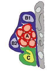 őssejtek (B sejt) és transit-amplifying sejtek (C sejt) ehhez