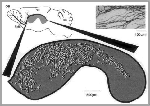 specializált vascularis niche Alvarez-Buyila et al.