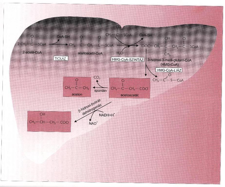 A ketontestek keletkezése A ketontestek az acetil-coa-ból keletkező, vízoldékony molekulák, amelyek a májban, a