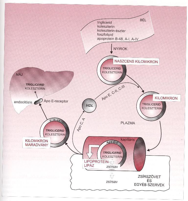 2-135.ábra A kilomikron metabolizmusa.