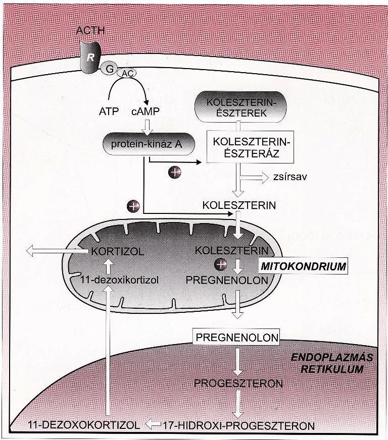 A glukokortikoidok