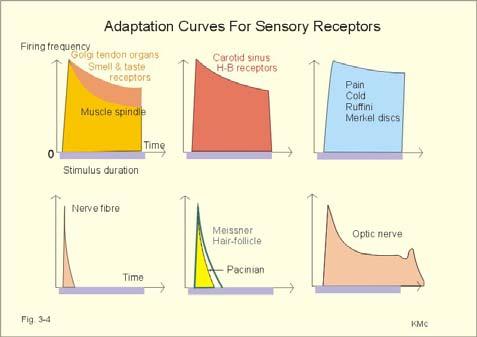 INGER MILYEN? HOL? KÓD A receptor típusa A receptormező lokalizációja Adaptáció : a receptorpotenciál amplítúdójának csökkenése fájdalom MENNYI? MEDDIG?