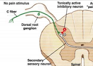 fájdalom Háti gyökér ganglion Folyamatosan működő gátló Az