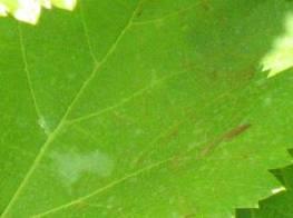 A molyok lárvái mellett több rovar, köztük a kabócák is jelentős károsítói a szőlőnek. A kis rovarok szívogatásuk nyomán vírusokat terjesztenek.