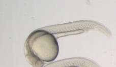 Protokoll kidolgozása BF mcherry embriók