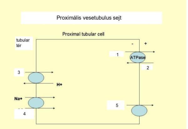 (5.7) A(z) 6 jelű rész neve: 6. (6.1) Milyen folyamatot ábrázol az ábra? Nevezze meg a számozott részeket! (6.2) A(z) 1 jelű rész neve: (6.