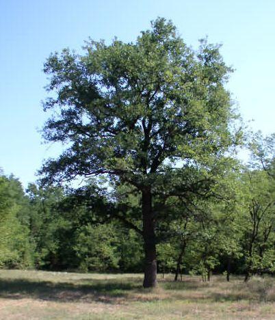 Egyes fák: Basafa, Basafája