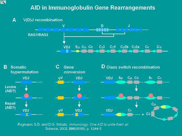 AID is currently thought to be the master regulator of secondary antibody diversification.