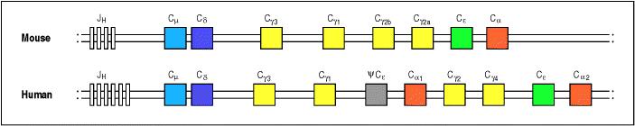 Ig konstanslánc-gének elrendeződése Egér Human Az ábrán