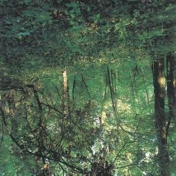 Bakonyalja: Széki erdő, 1996. (L2, D2) 44. Az Alföldön mára igen megritkultak az ősi, zárt, üde lomberdők.