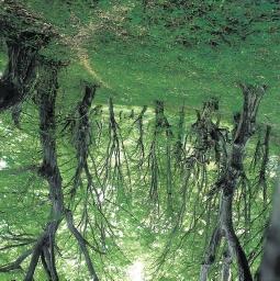 47. Egykori népi erdőhasználatra (talán botolásra) utaló fák egy elgyertyánosodott idős gyertyános-tölgyesben.
