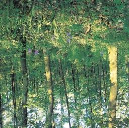 A Bakonyalja, Kemeneshát, Balaton-felvidék savanyú kavicsán jellemző erdőtípus (Campanula persicifolia, Iris variegata,