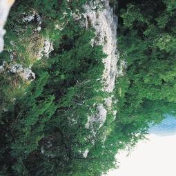 Igen ősi, természetes állapotú vegetációmozaik sok reliktum-növénnyel és reliktumtársulással: hárs-kőris sziklaerdő