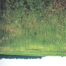 Két éve felhagyott szántóföld gyomnövényzete (Carduus acanthoides, Ambrosia artemisiifolia, Erigeron