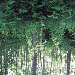 91. Spontán égeresedett terület, a fák alatt: Cornus sanguinea, Frangula alnus, Acer campestre, Rubus fruticosus, Solidago canadensis, Veratrum album.
