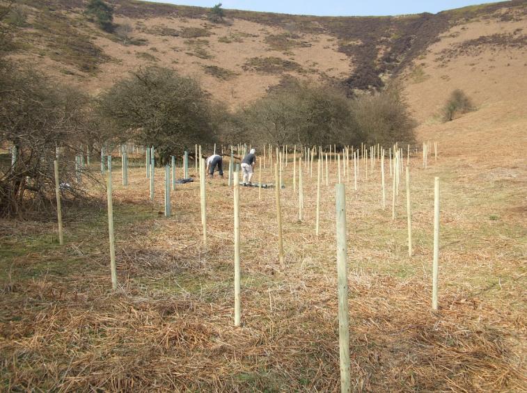 5 Erdőtervek módosítása A lefolyást nem csak fák ültetésével lehet szabályozni, de a meglévő vágásos üzemmódú erdők erdőtervezésének változtatásával is.