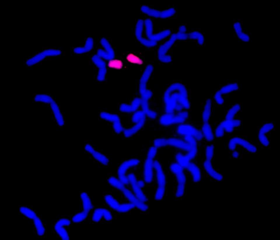 A 6HL kromoszómakarok kimutatása GISH-sel a búza/árpa