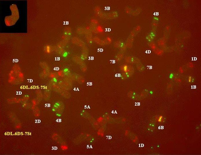 alkalmazásával. Az St genomhoz tartozó kromoszóma-szegmentumok bíborvörös színben világítanak.