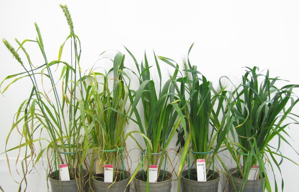 35. ábra. Fitotroni növénynevelő kamrában nevelt búza kontroll genotípusok, balról jobbra: CS, Mv9kr1 búzatörzs, 'Mv Karizma' és Mv 'Karizmá'-val keresztezett (Mv9kr1/A.