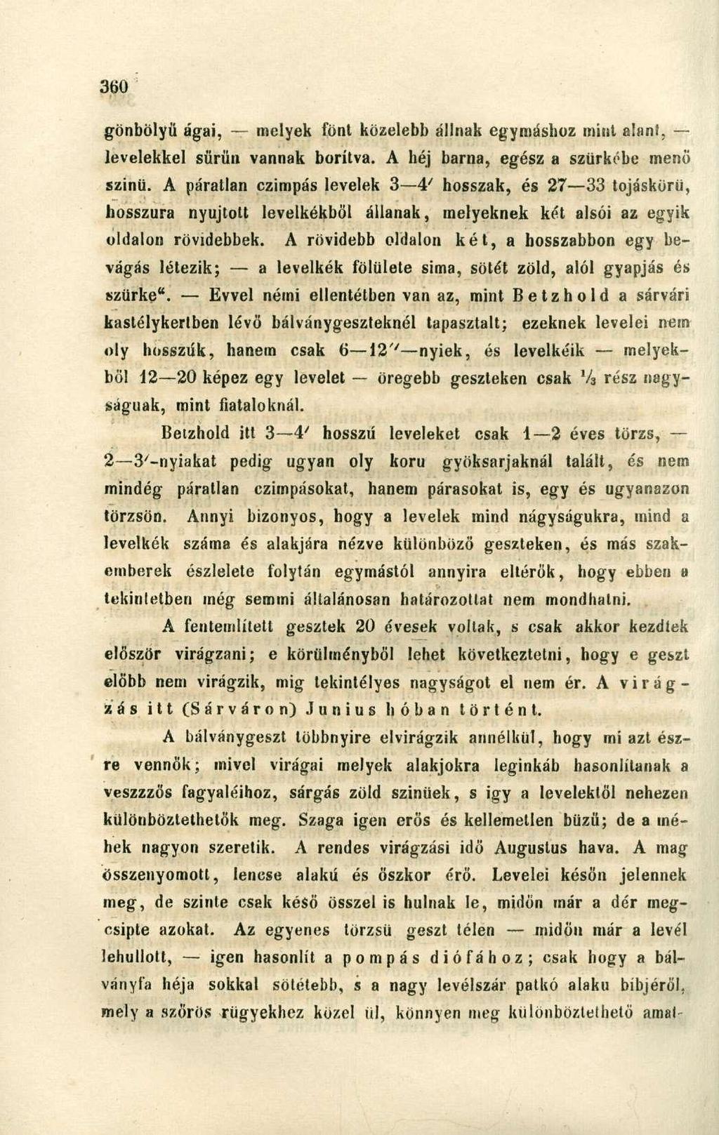 gönbölyü ágai, melyek fönt közelebb állnak egymáshoz mini alán!, levelekkel sürün vannak borítva. A héj barna, egész a szürkébe menő szinü.