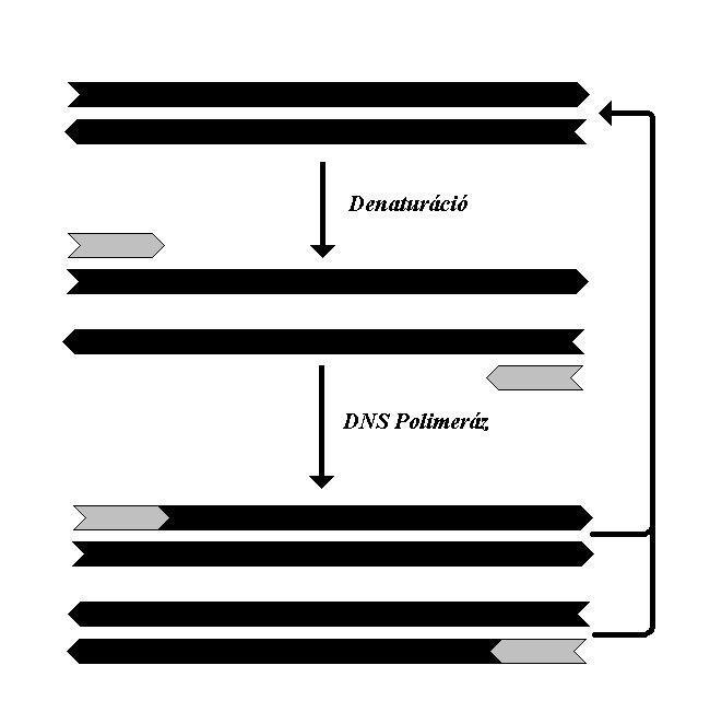 29 Denaturáció (Denaturation), melynek során a szaporítandó kettıs DNS szálat 95 C körüli hımérsékleten, két egyszálú fonállá denaturáljuk.