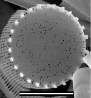 A: A faj vázának pásztázó elektronmikroszkópos képe oldalnézetben, két sejt tüskék segítségével összekapcsolódva (fehér nyíl), 4000 X-es nagyítás.