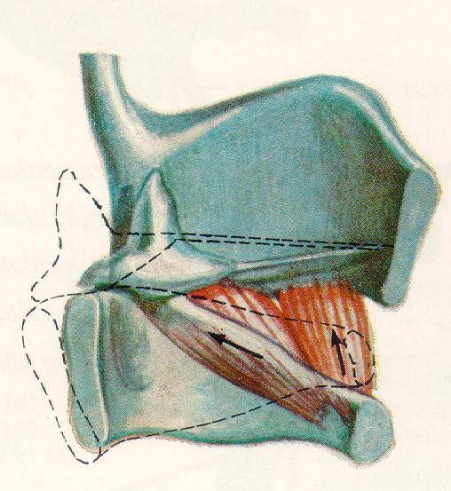 cricothyroideus -hangajakszél élesedik, enyhe