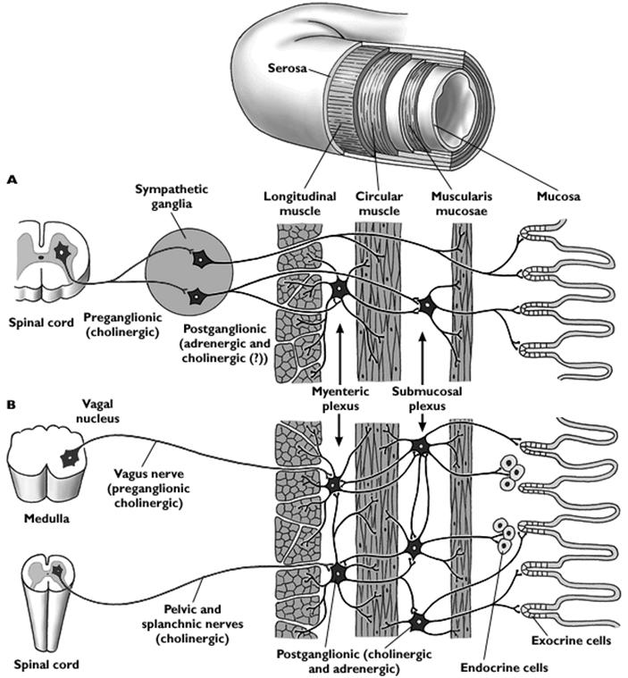 Bazális elektromos ritmus Eckert: Animal Physiology, W.H.Freeman and Co., N.Y.,2000, Fig. 15-25.