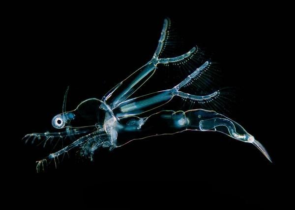 LEPTODORA KINDTII mely a legnagyobb a többi között a balatonon A balatoni zooplankton legnagyobb részét mind egyedsűrűségük, mind biomasszájuk tekintetében a rákok alkotják.