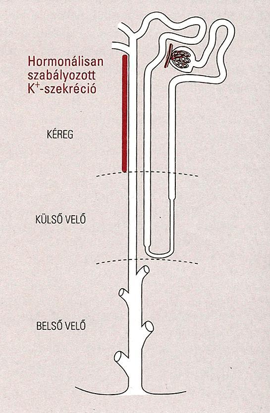 A vérplazma kálium tartalmának aktív szabályozása - A gyűjtócsatornáig szabályozás nélküli folyamatokban visszaszívódik a primer vizeletben levő K-ion 92%-a - A velőállományban folyamatos, nem